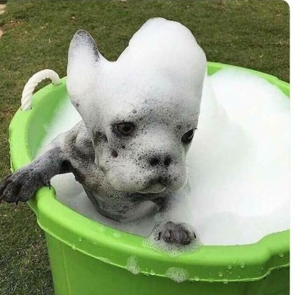 Meet your Posher, Perla - Picture 1 of 1